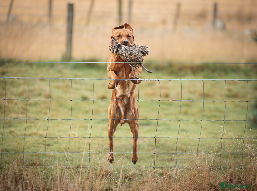 Labrador Retriever dogs for stud: Dark fox red KC working Labrador Stud in Inverness - Image 14