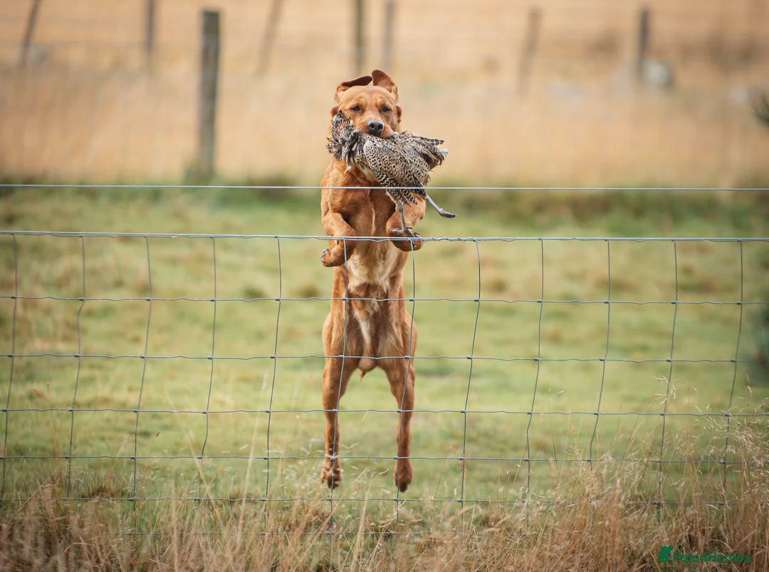 Labrador Retriever dogs for stud: Dark fox red KC working Labrador Stud in Inverness - Advert 14