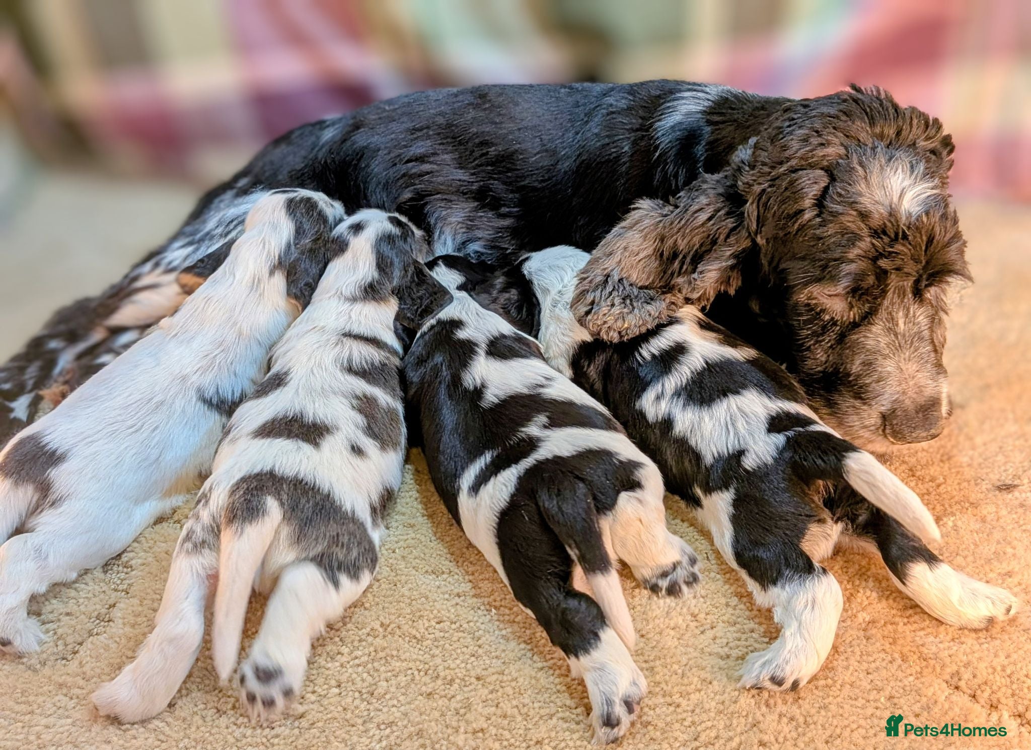 Cocker Spaniel dogs Very Special Show Cocker Spaniel Puppies - Advert 2