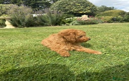 Toy Poodle dogs for sale: Toy poodle puppies looking for their forever home  - Image 11