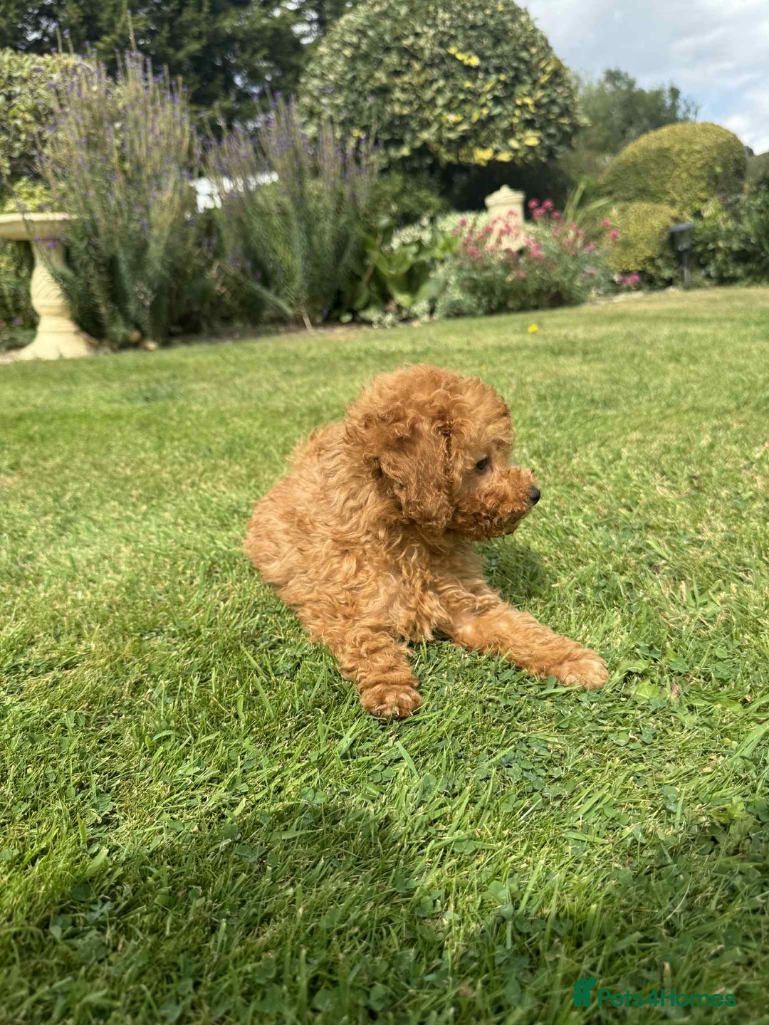 Toy Poodle dogs for sale: Toy poodle puppies looking for their forever home  - Image 11