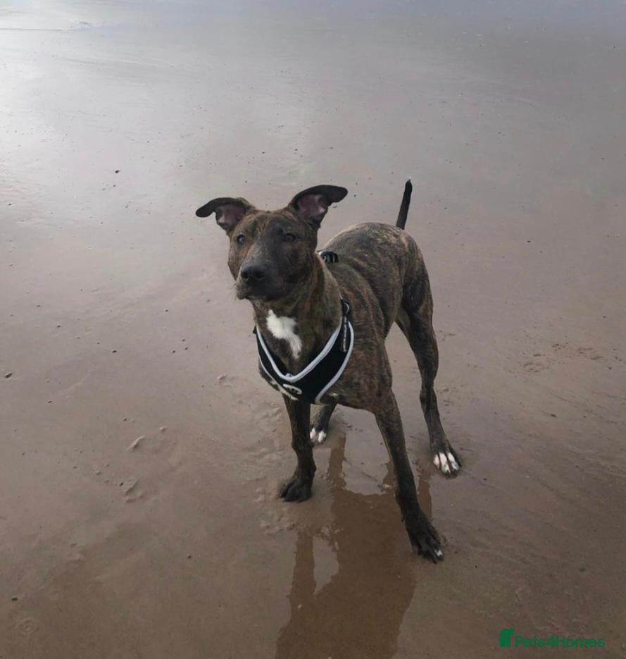 Mixed Breed dogs Rehoming my beautiful lennie - Advert 11