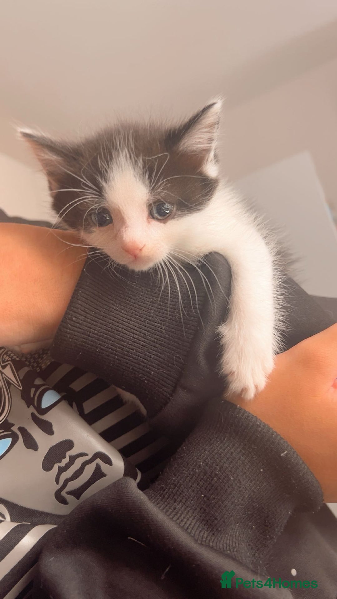 Ragamese cats for sale: Beautiful ragamese/bengal - Image 8