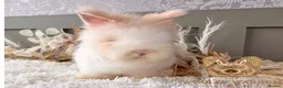 Angora rabbits for sale: Fully Vaccinated Angora Litter - Advert 5