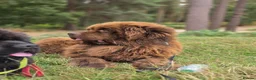 Newfoundland dogs for stud: Brown kc registered newfoundland  in Alcester - Advert 8