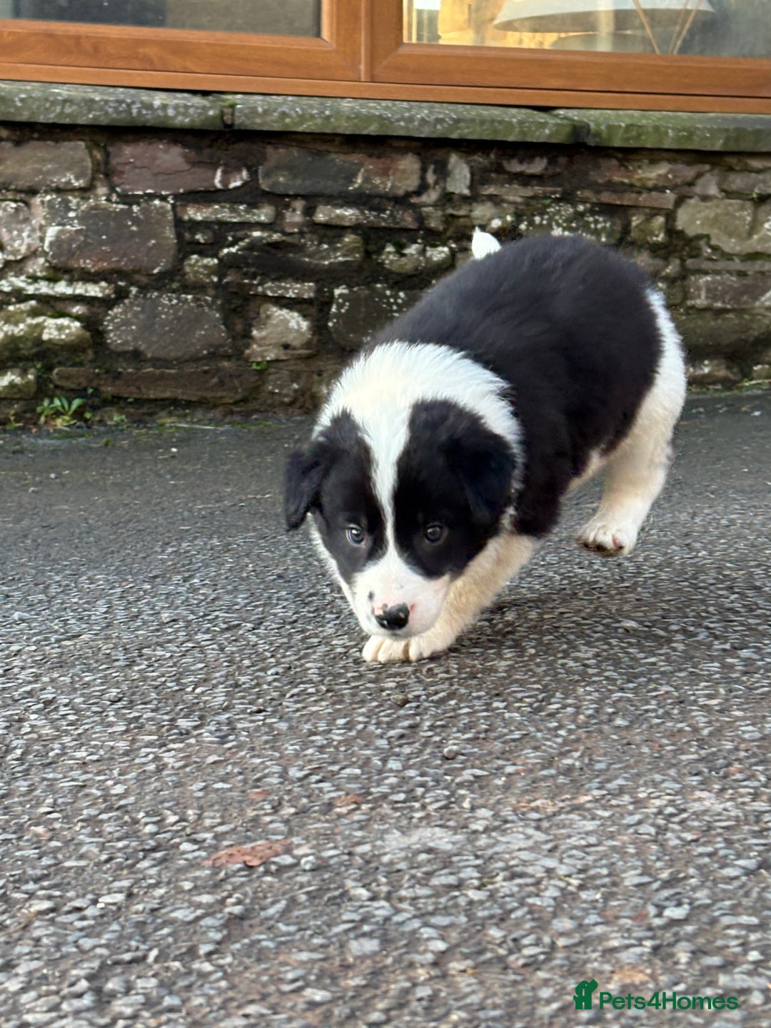 Border Collie dogs for sale: Beautiful Collie Pups - Ready for  **  - £895 - Advert 11