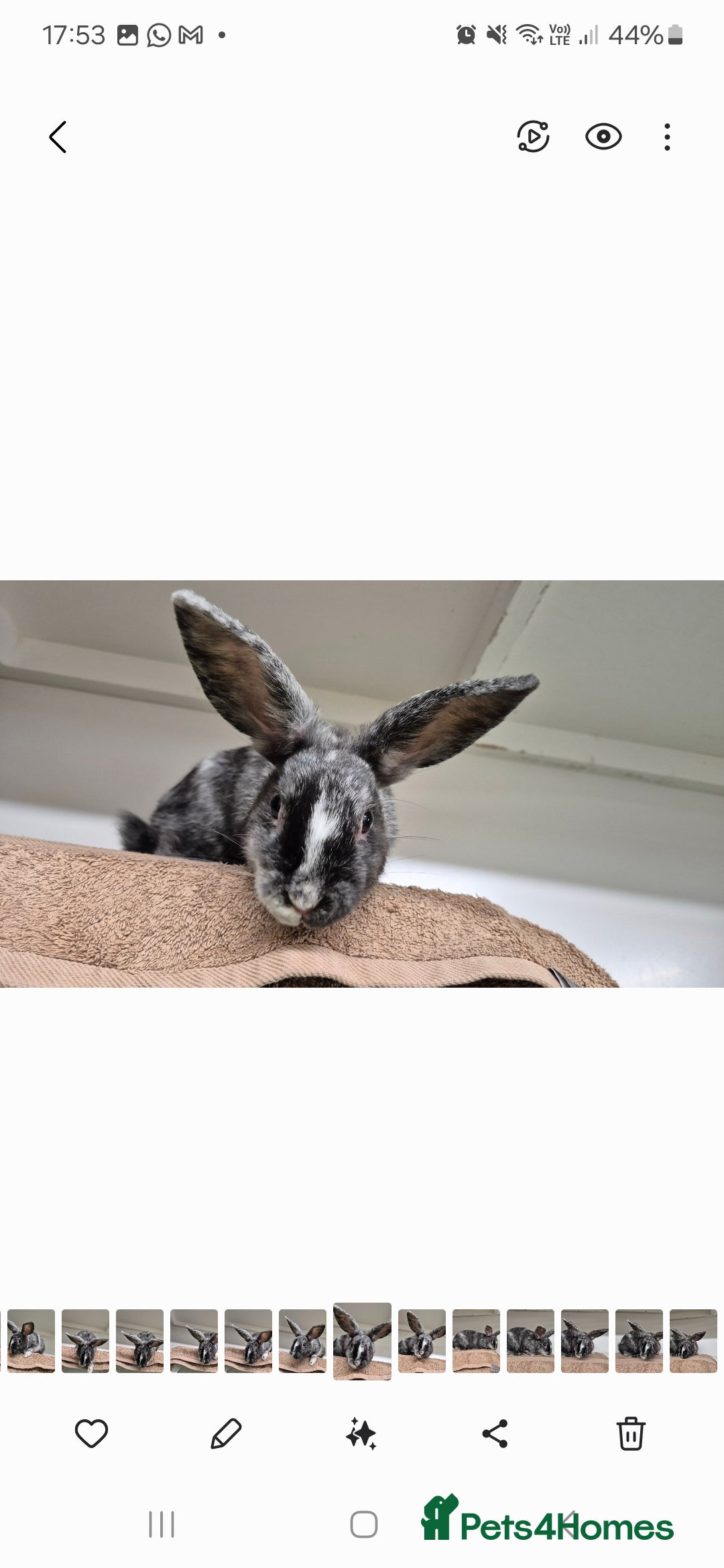 Mixed Breed rabbits for sale: Flint and Moss Vaccinated & Castrated  - Advert 2