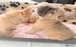 French Bulldog dogs for sale: Visual fluffy French bulldog PUPPYS REDUCED  - Image 8