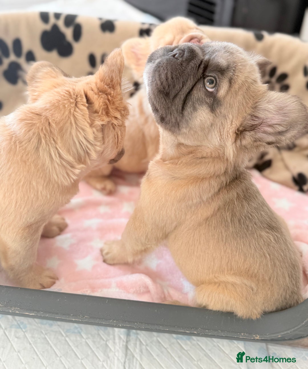 French Bulldog dogs for sale: Visual fluffy French bulldog PUPPYS REDUCED  - Image 8