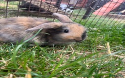 English Lop rabbits for sale: Beautiful bunnies in Pontefract - Image 13