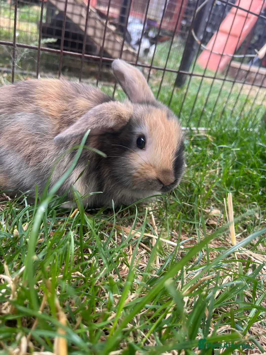 English Lop rabbits for sale: Beautiful bunnies in Pontefract - Image 13