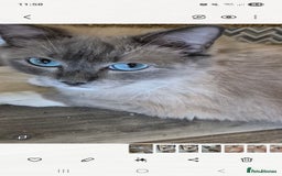 Ragdoll cats for sale: TWO LEFT.*** SEAL MINK SEAL TABBY MINK - Image 4