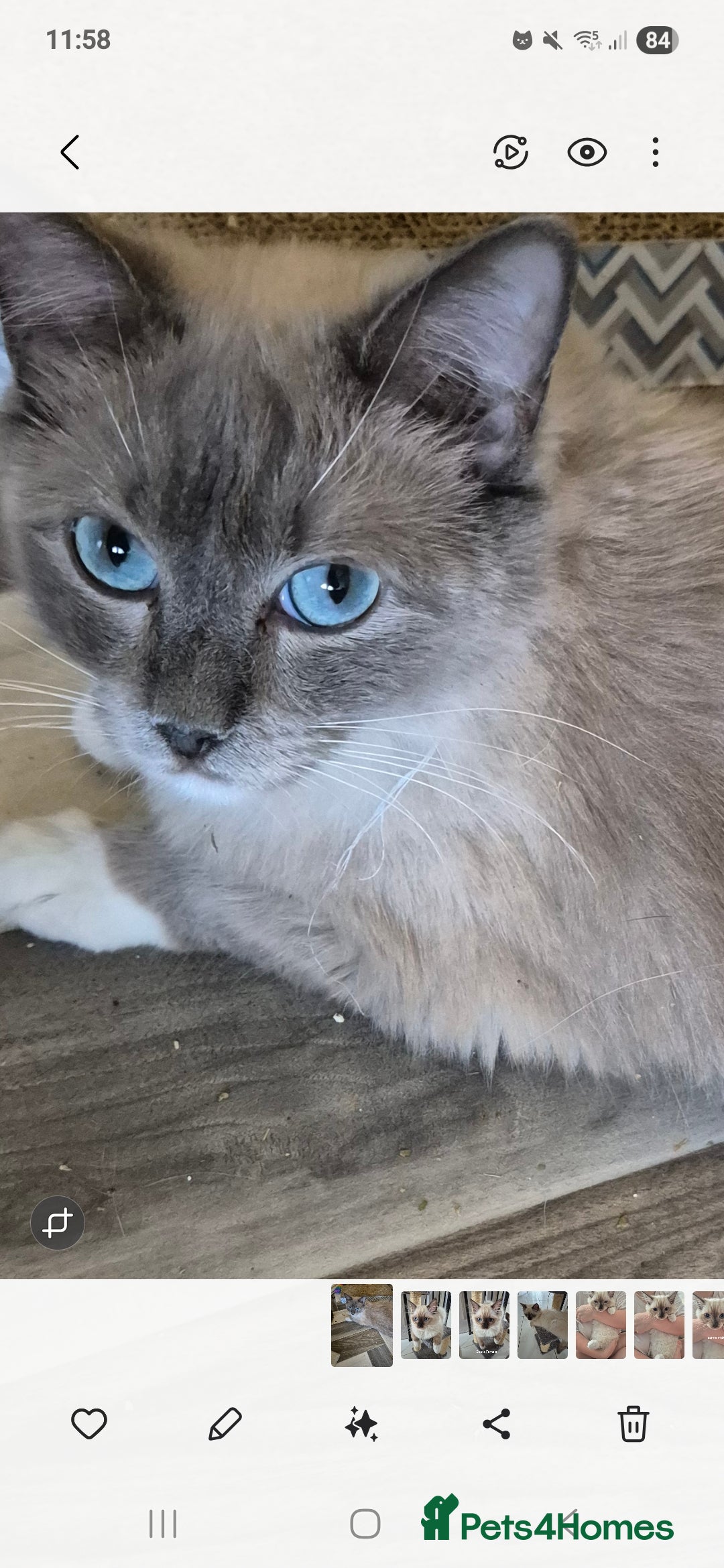 Ragdoll cats for sale: TWO LEFT.*** SEAL MINK SEAL TABBY MINK - Image 4