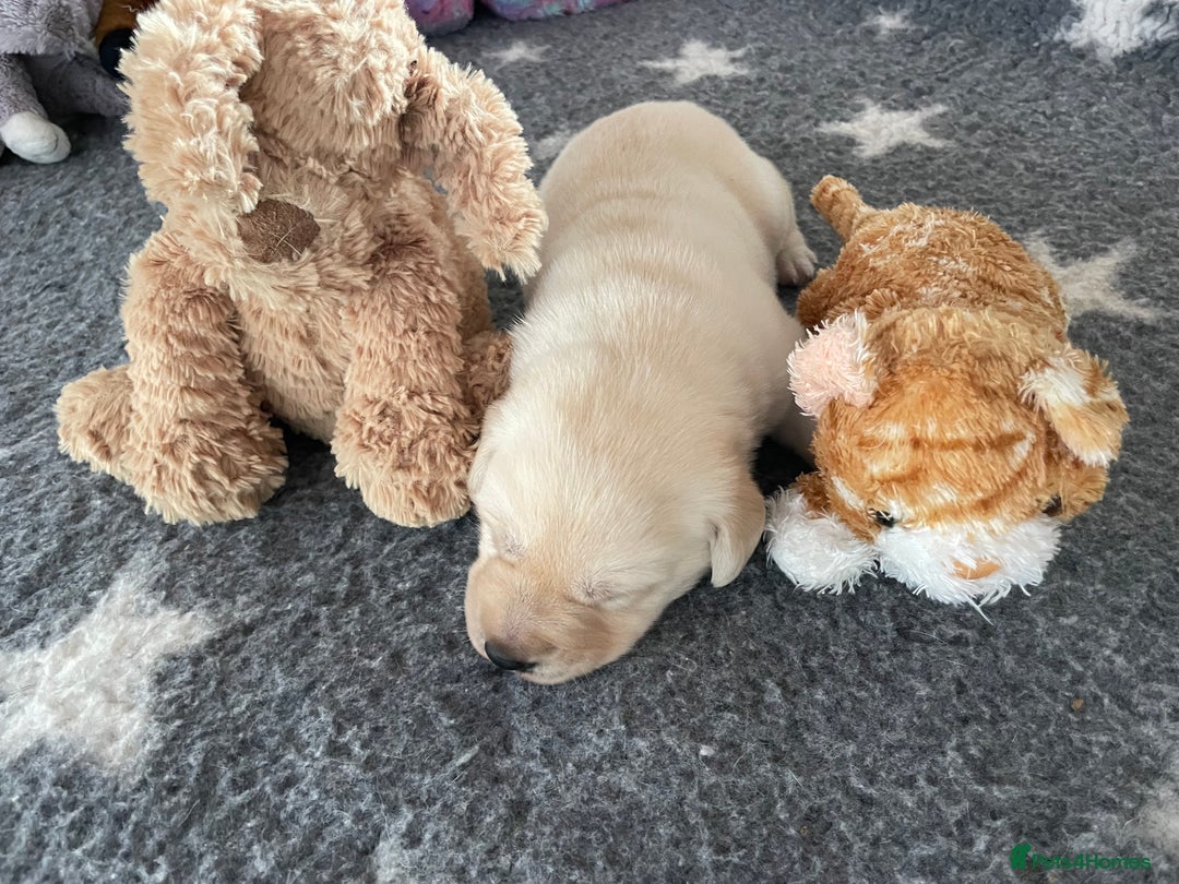 Labrador Retriever dogs for sale: Fabulous KC registered labradors - Image 27