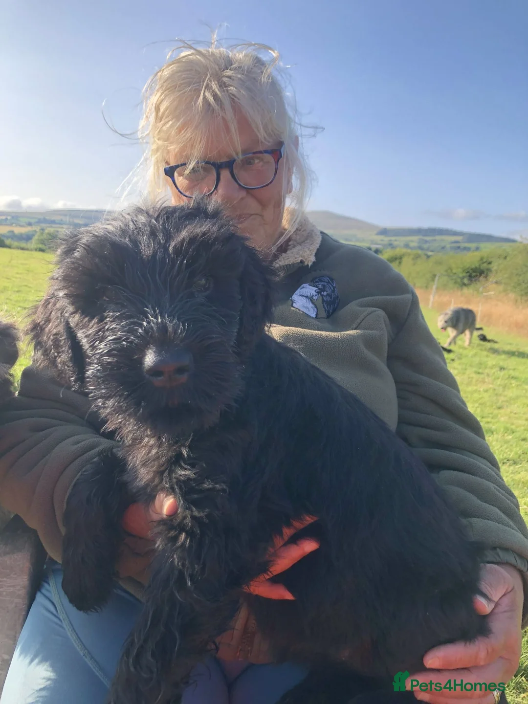Russian Black Terrier dogs for sale: Russian Black Terrier Pups for Sale - Advert 2