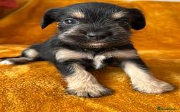 Mixed Breed dogs for sale: SCHNAVALIER PUPPIES  - Image 12