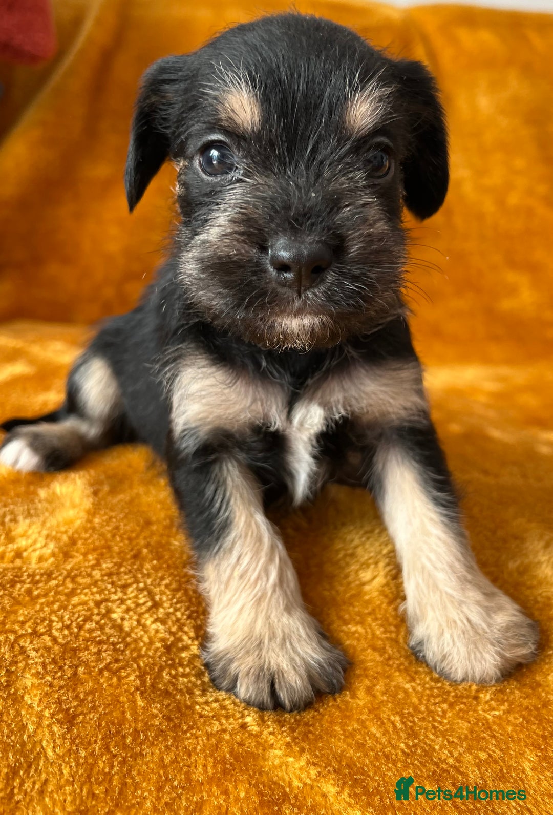 Mixed Breed dogs for sale: SCHNAVALIER PUPPIES  - Image 12
