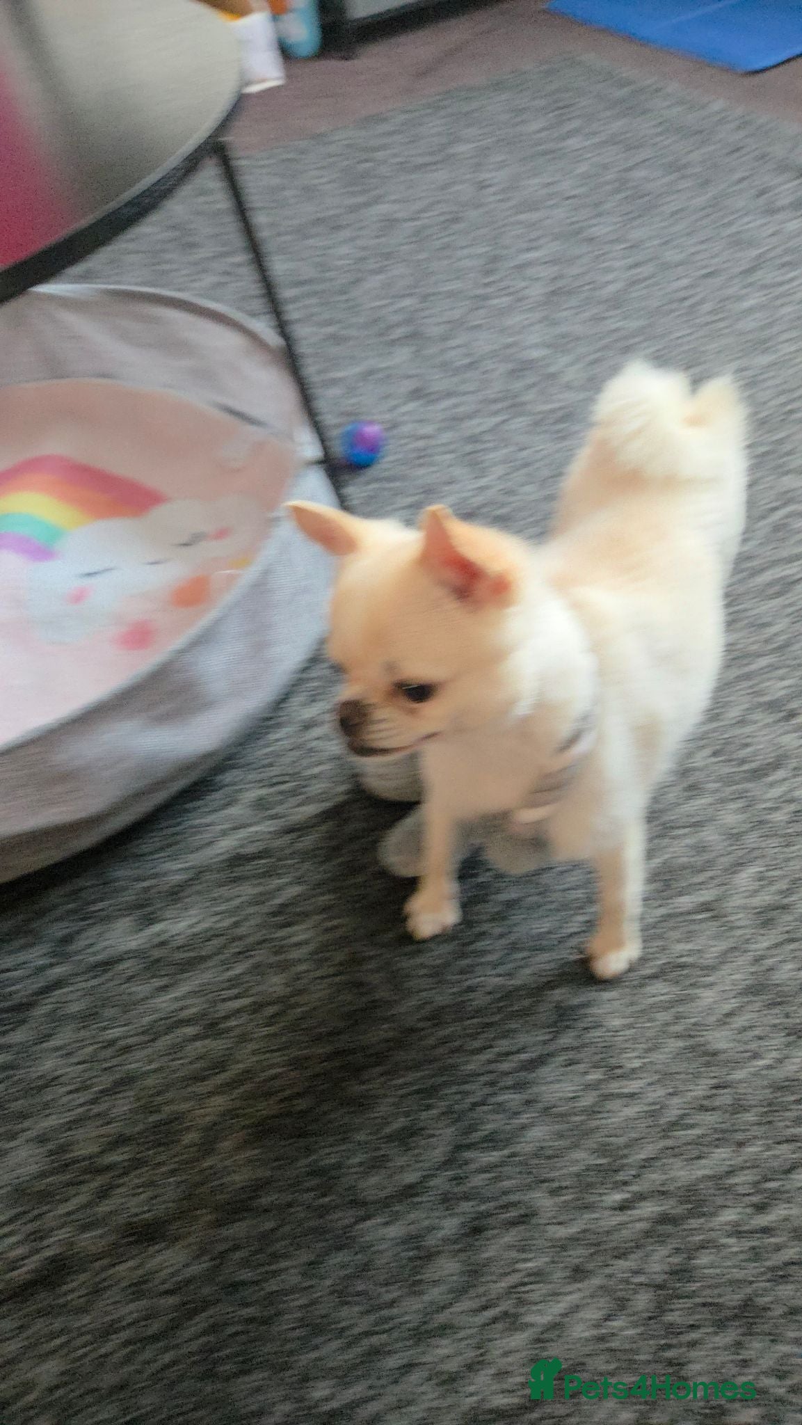 Mixed Breed dogs 2 year old pomeranian x pug - Advert 10