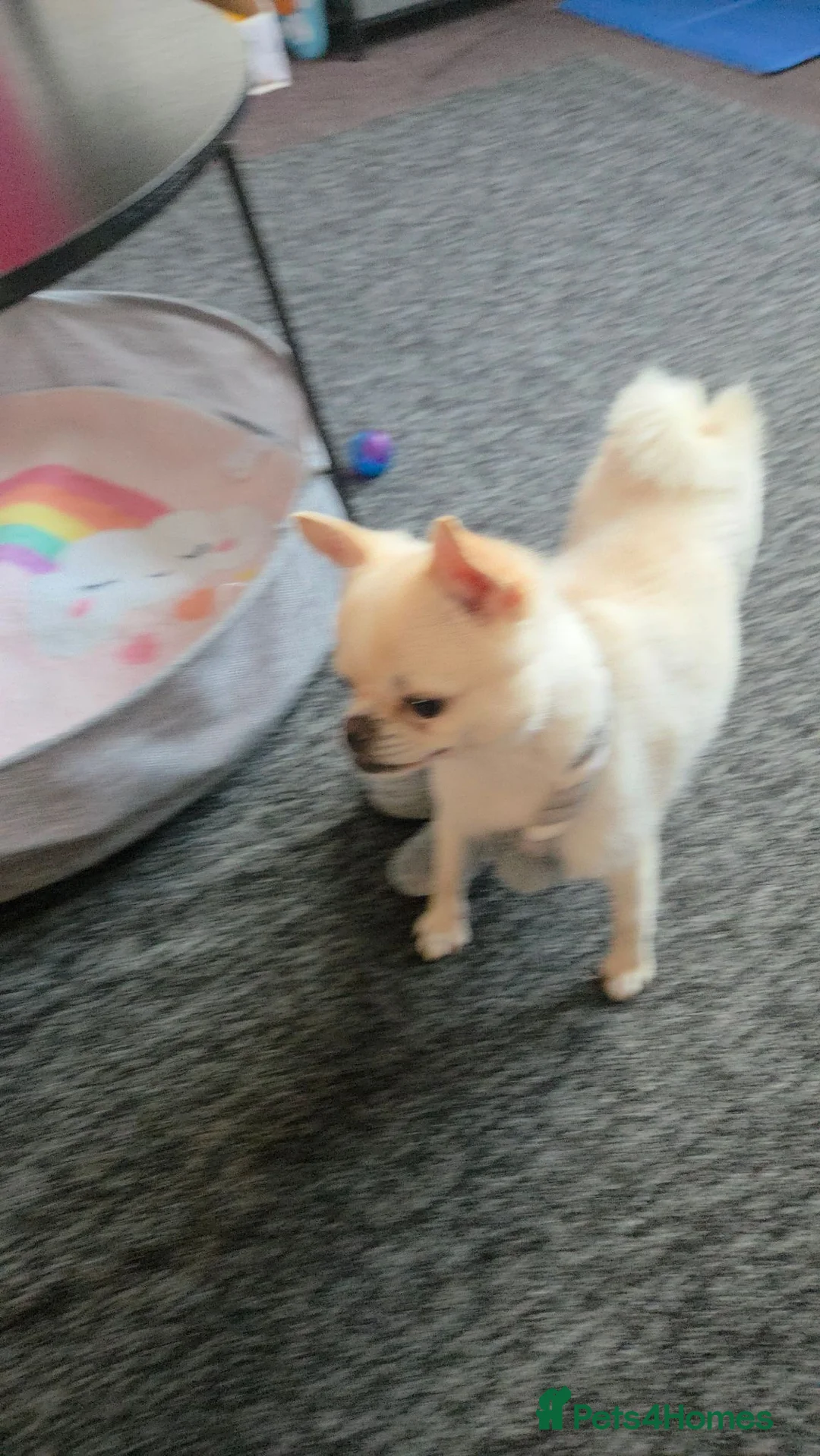 Mixed Breed dogs for sale: 2 year old pomeranian x pug in Southampton - Advert 1