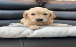 Golden Retriever dogs for sale: 5⭐️ Golden Retriever Puppies - Ready Soon ❤️🐶 - Image 27