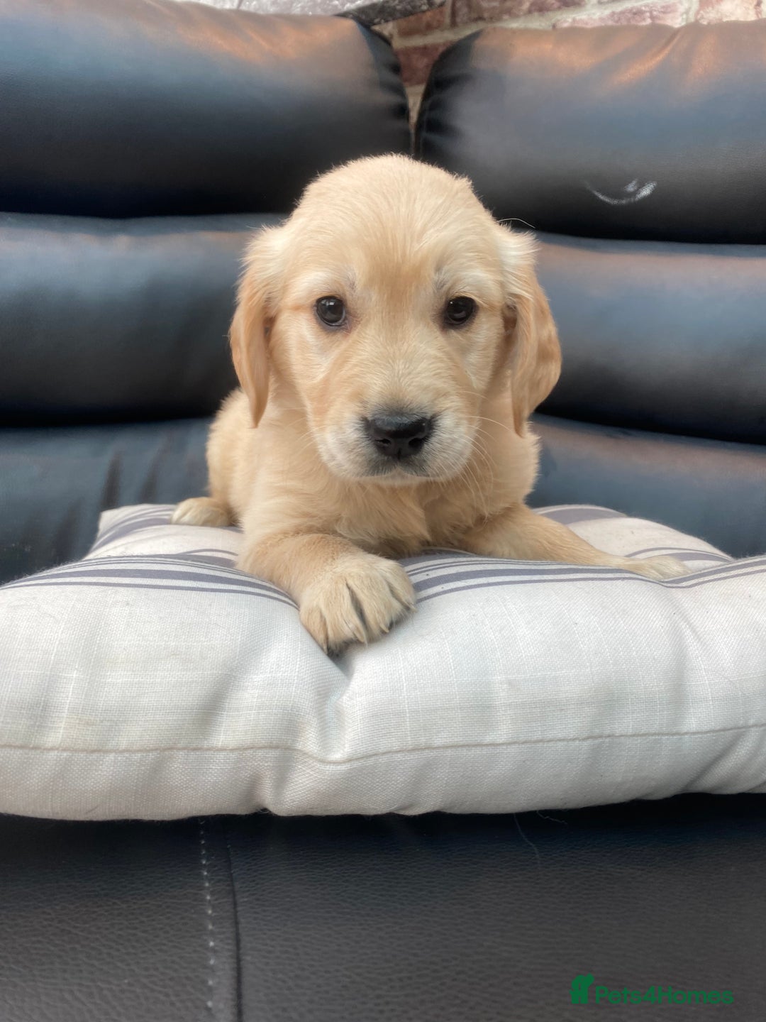 Golden Retriever dogs for sale: 5⭐️ Golden Retriever Puppies - Ready Soon ❤️🐶 - Image 27