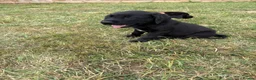 Labrador Retriever dogs for sale: Labrador puppies  - Advert 5