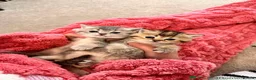 British Shorthair cats for sale: Adorable BSH kittens - Advert 13