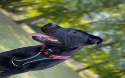 Mixed Breed dogs for sale: Maxi  - Image 1
