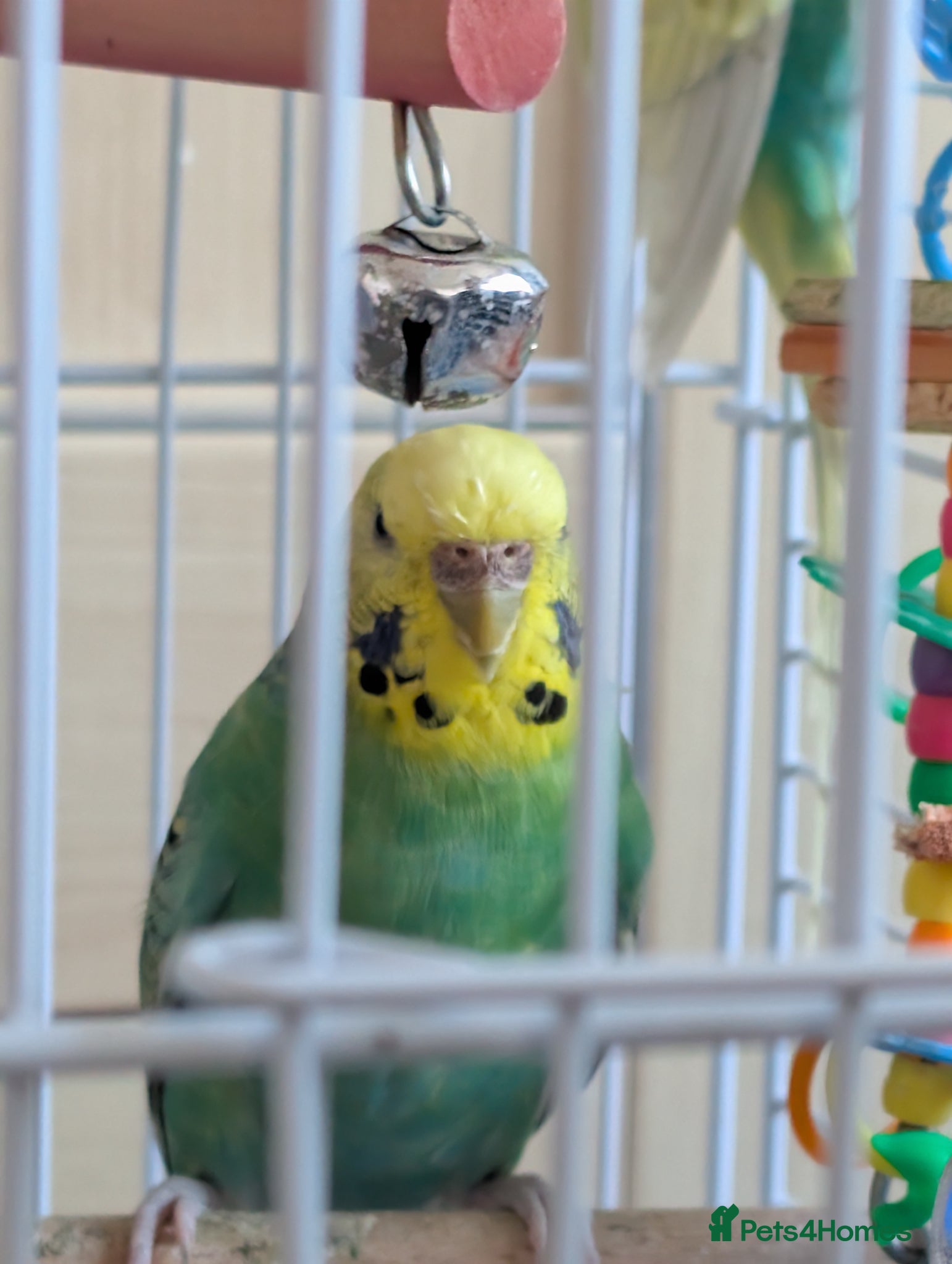 Budgerigars birds 4 Budgies and one large cage  - Advert 2