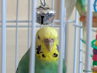 Budgerigars birds 4 Budgies and one large cage - Advert 2