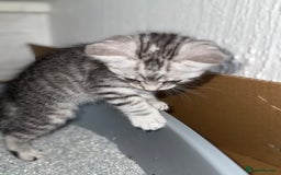 Maine Coon cats for sale: ✨2 Boys and 3 Girls Maine Coon kittens ✨🐾 - Image 21