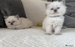 Ragdoll cats for sale: Stunning Bluepoint Ragdoll Kittens for sale - Image 17