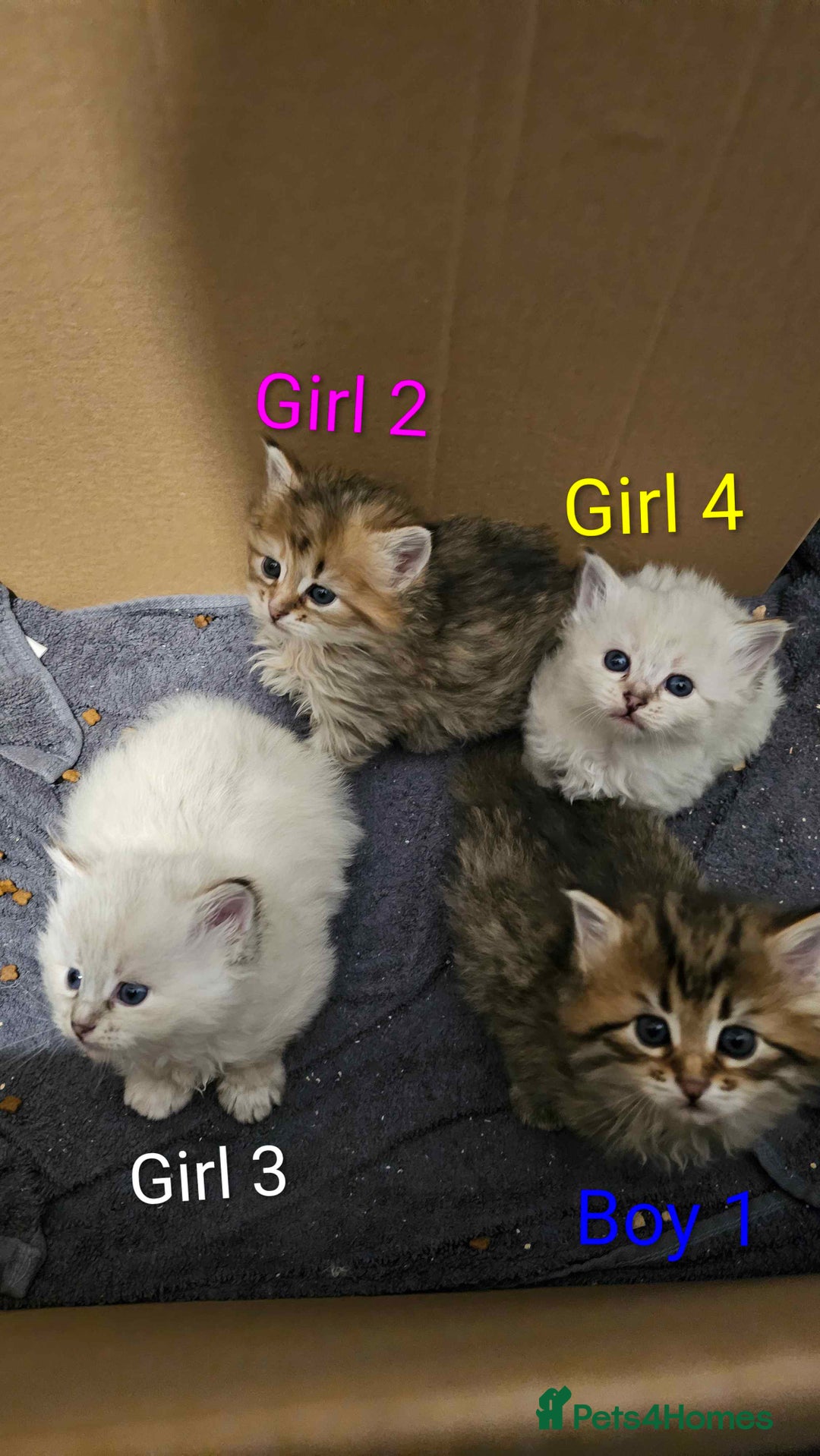 Siberian cats for sale: Purebred Siberian Kittens - GREAT for ALLERGY - Advert 9