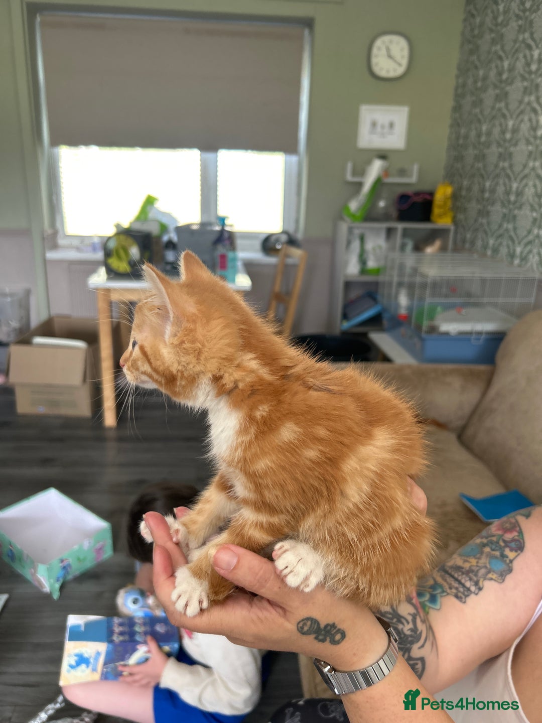 Domestic Shorthair cats for sale: Little ginger kitten - Image 2