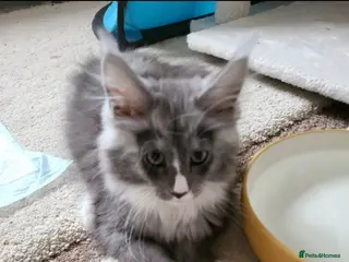 Maine Coon cats Maine coon kittens - Advert 16