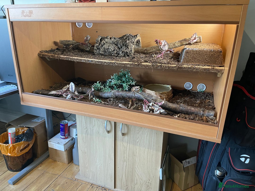 Python Snake reptiles for sale: Adult male enchi morph python with full set up - Image 5