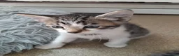 Mixed Breed cats for sale: Gorgeous Bengal x kittens for sale. - Advert 37