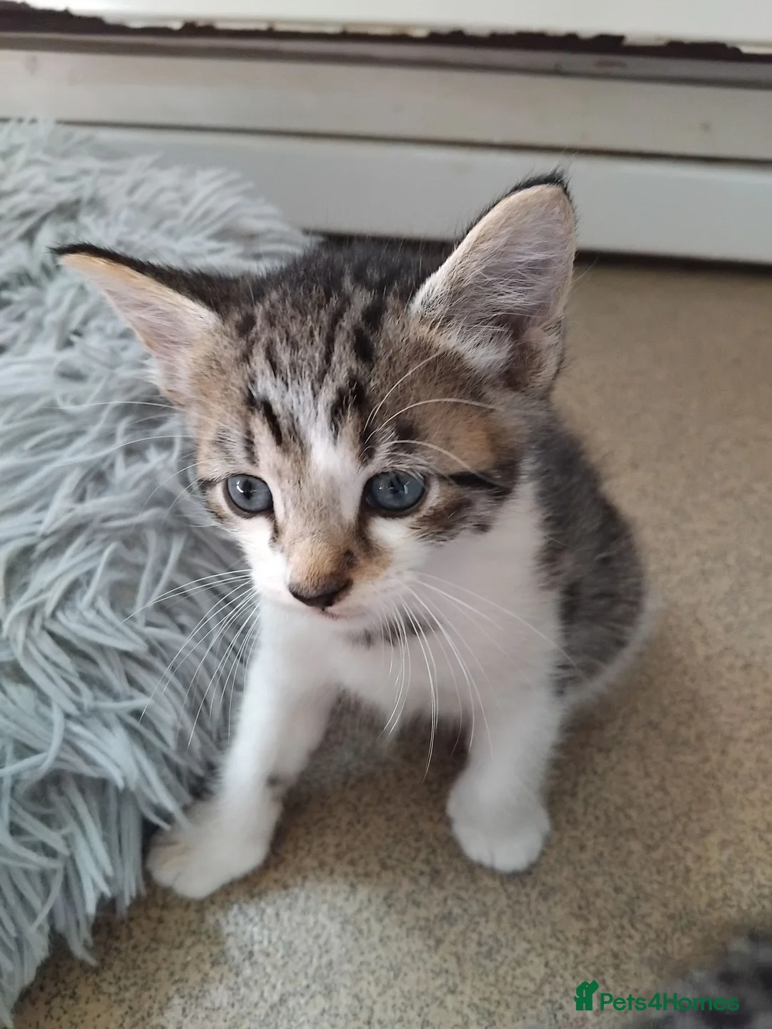Mixed Breed cats for sale: Gorgeous Bengal x kittens for sale. - Advert 37