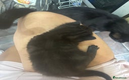 Mixed Breed cats for sale: Mixed breed kittens - Image 6