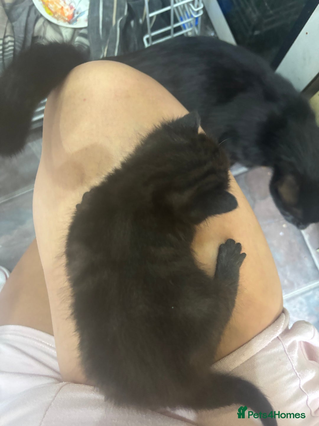 Mixed Breed cats for sale: Mixed breed kittens - Image 6