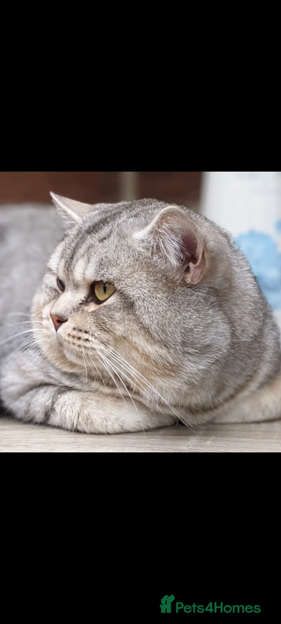 British Shorthair cats for stud: STUD British Shorthair in Derby - Advert 2