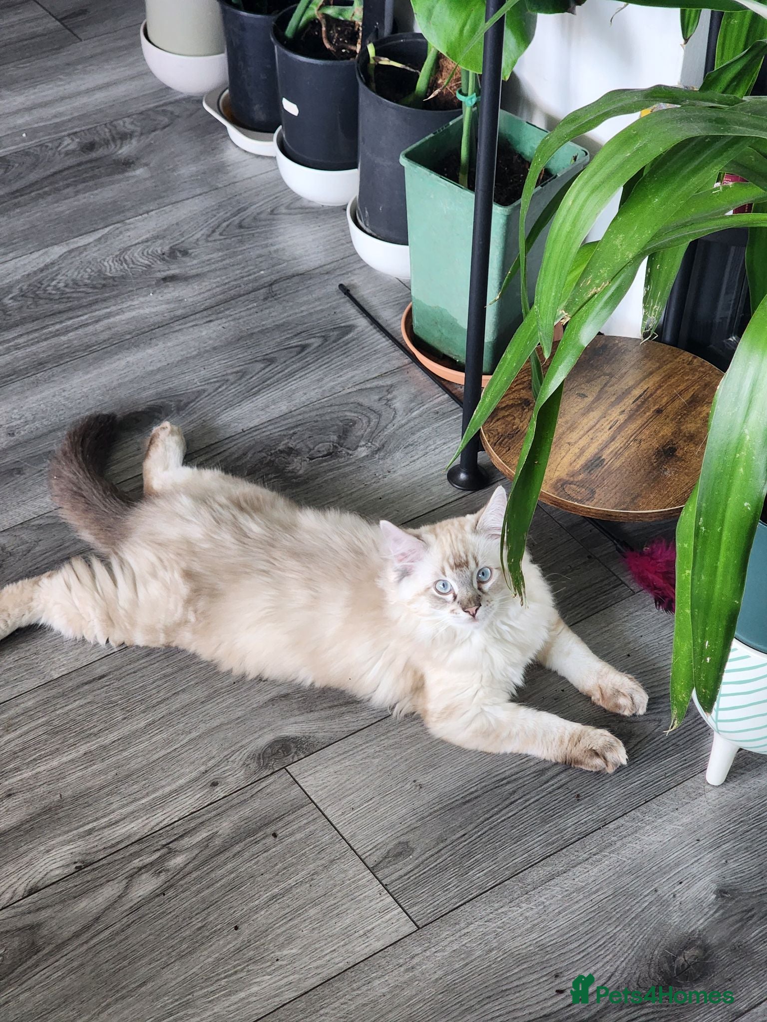 Ragdoll cats Stunning, Clever & Vocal Male Ragdoll Lynx Kitten - Advert 2