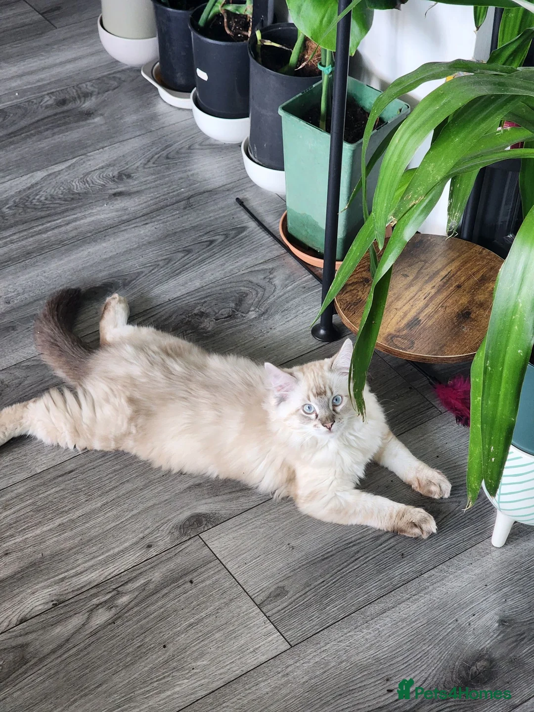 Ragdoll cats for sale: Stunning, Clever & Vocal Male Ragdoll Lynx Kitten - Advert 2