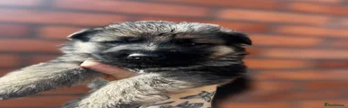 Black male