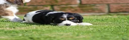 Cavachon dogs for sale: Beautiful Cavachon puppies for sale - Advert 33