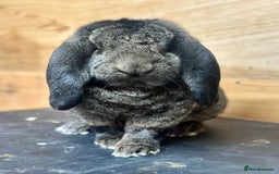 French Lop rabbits for sale: French lops - Advert 8