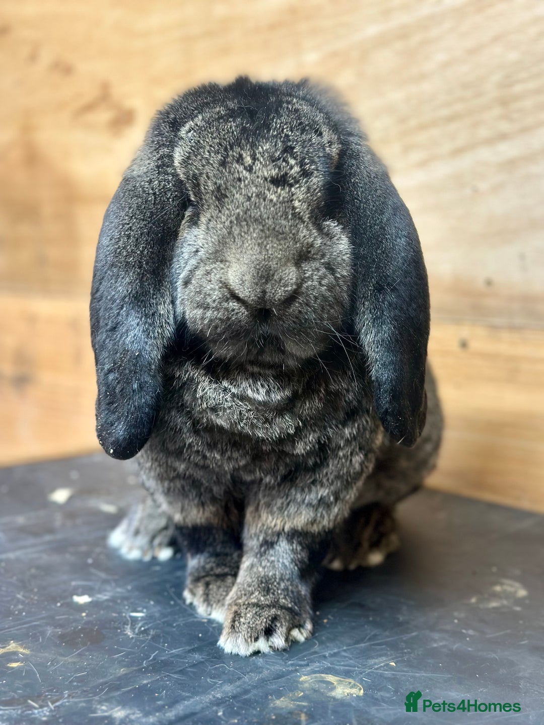 French Lop rabbits for sale: French lops - Advert 8