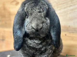 French Lop rabbits French lops - Advert 21