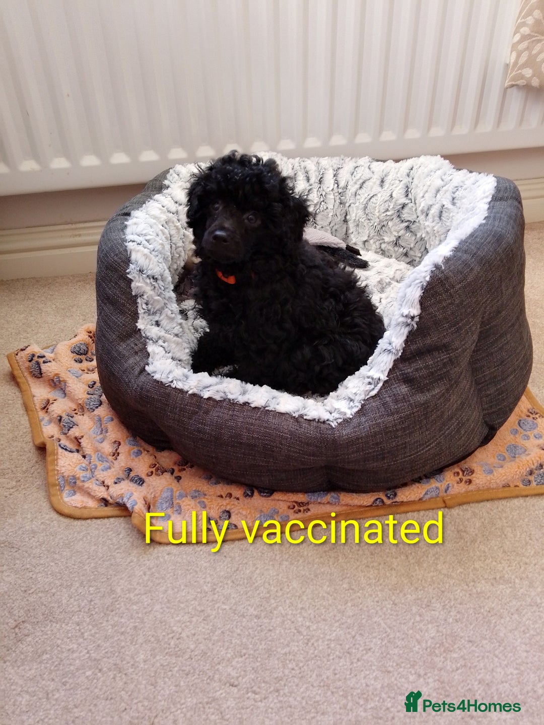Toy Poodle dogs for sale:  Outstanding Toy Poodle girl fully vaccinated  - Advert 1