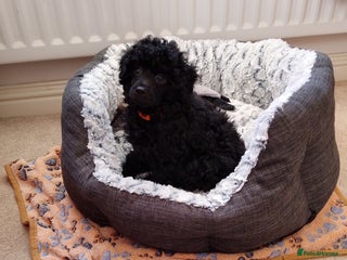 Toy Poodle dogs Outstanding Toy Poodle girl fully vaccinated - Advert 1